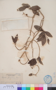 Specimen thumbnail